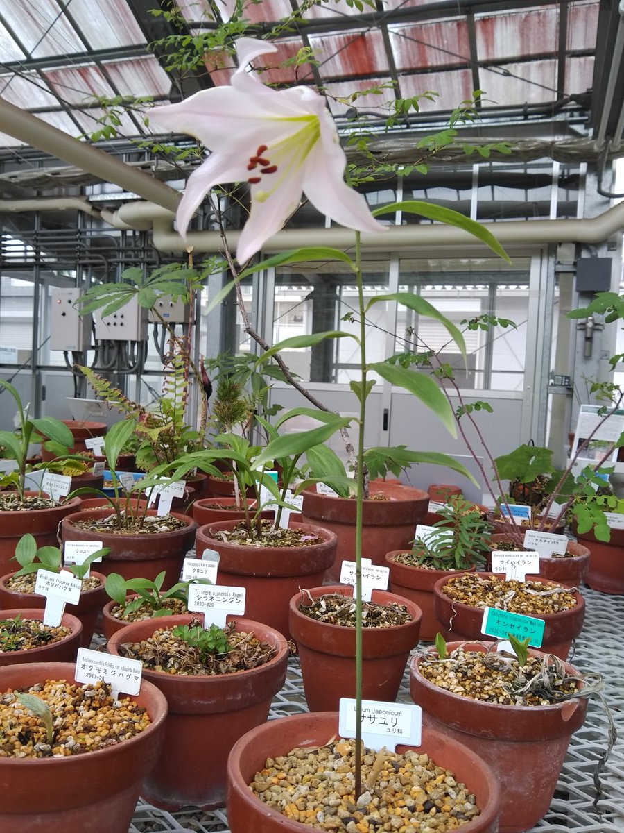 ササユリ Lilium japonicum Houtt.
冷温室で開花しています。この株は東京大学大学院理学系研究科附属天文学教育研究センター木曽観測所の敷地内で採取されたものです。現地では６月から７月頃に開花します。ササユリは長野県の希少野生動植物に指定され、各地で保護活動が展開されています。