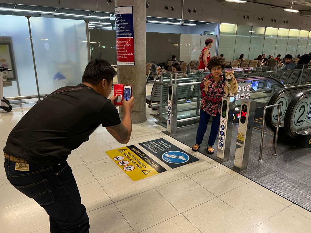 (1/2) An orange cat that has gone viral as he sits prominently at Suvarnabhumi Airport belongs to Ms Nokporn Charoenjitchinda, 31. Noo Rang is 9 months old, has a charming personality, and is really gentle. #catlovers #SuvarnabhumiAirport #thailand