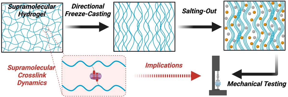 Happy to share our latest @WebberLab @NDCBE publication led by @ZhouYeLab out today in @AdvSciNews Advanced Functional Materials on 'Implications of Supramolecular Crosslinking on Hydrogel Toughening by Directional Freeze-Casting and Salting-Out' [1/3] doi.org/10.1002/adfm.2…