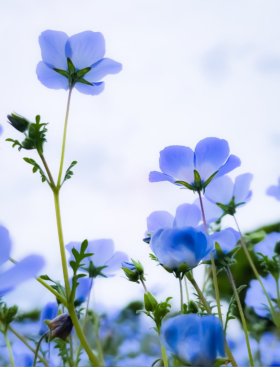 地面スレスレから見たネモフィラ まるでコスモスのよう 外は雨、寝るかぁ～ #スマホ写真 #写真好きな人と繫がりたい