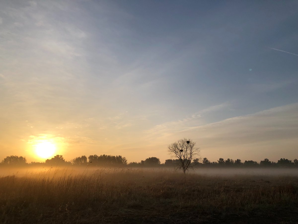 Mist and dew on the local patch this morning. Love the fresh spring mornings at this time of year before the summer heat sets in. Passing overhead: Red-throated, Buff-bellied, Richard's and Blyth's Pipits, Citrine and Eastern Yellow Wagtails and Pallas's Buntings.