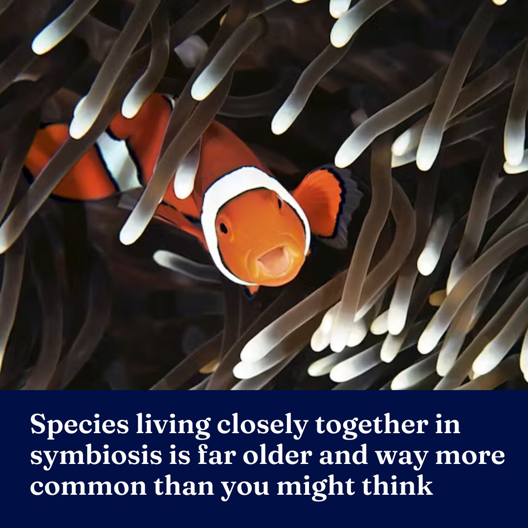Symbiosis, the intimate relationship of different species living together, is far more common and older than many realise. Botanist Dr Gregory Moore from @SciMelb dives into the history of symbiosis and how animal relationships have shaped #evolution → unimelb.me/44rfdzV