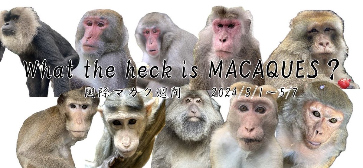 本日5/1から5/7までは #国際マカク週間(#InternationalMacaqueWeek )です。 マカクたちについて『注目する』『知る』『行動する』ために制定されました。 まずはマカクたちについて「知る」ことから始めましょう！5/7にはきっとあなたはマカクたちの魅力にどっぷりのはず！（荒木）