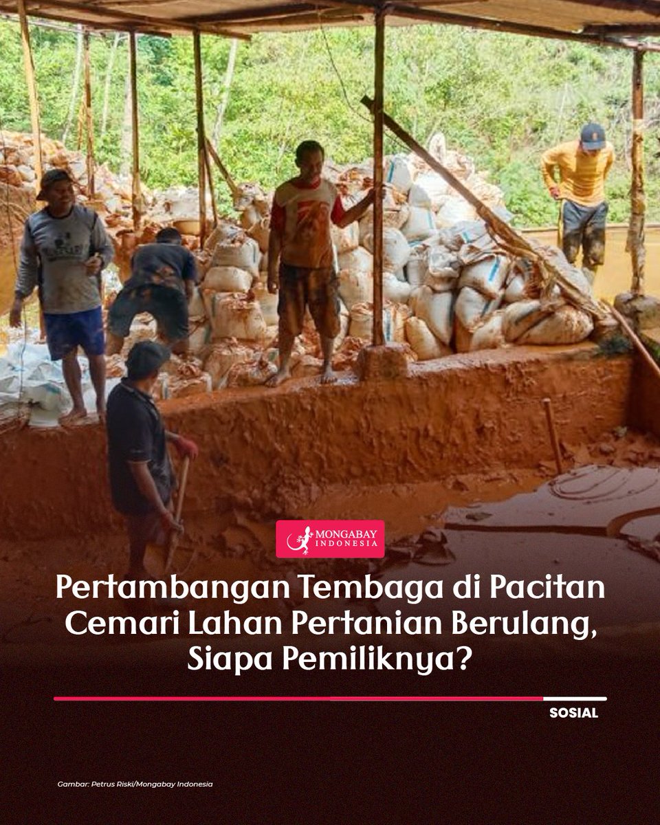 Operasi tambang tembaga PT Gemilang Limpah Internusa (GLI) telah lama mencemari lahan pertanian warga di Pacitan, Jawa Timur, dengan hasil panen petani yang merosot. Baca info selengkapnya di mongabay.co.id/2024/04/28/cem…