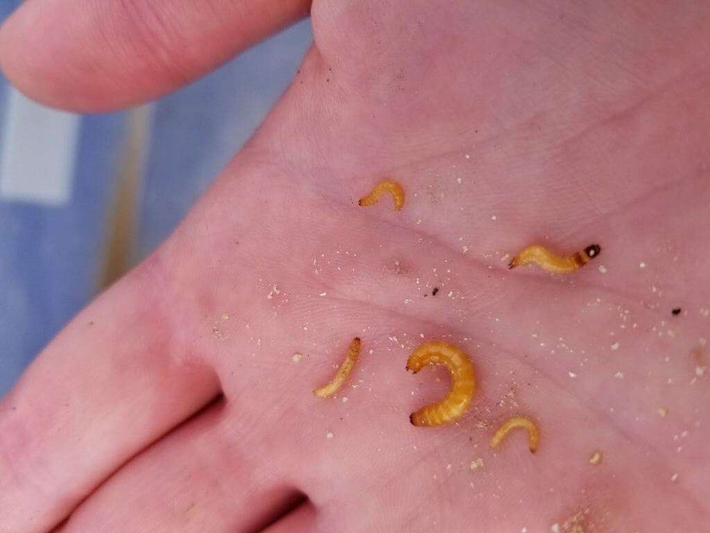 realagriculture's tweet image. RealAg Radio: Early season pests, the Ag Policy Connection, and equipment sale slumps, Apr 30, 2024 ow.ly/rmpf50RsXzw #cdnag #ontag #westcdnag #RealAgRadio