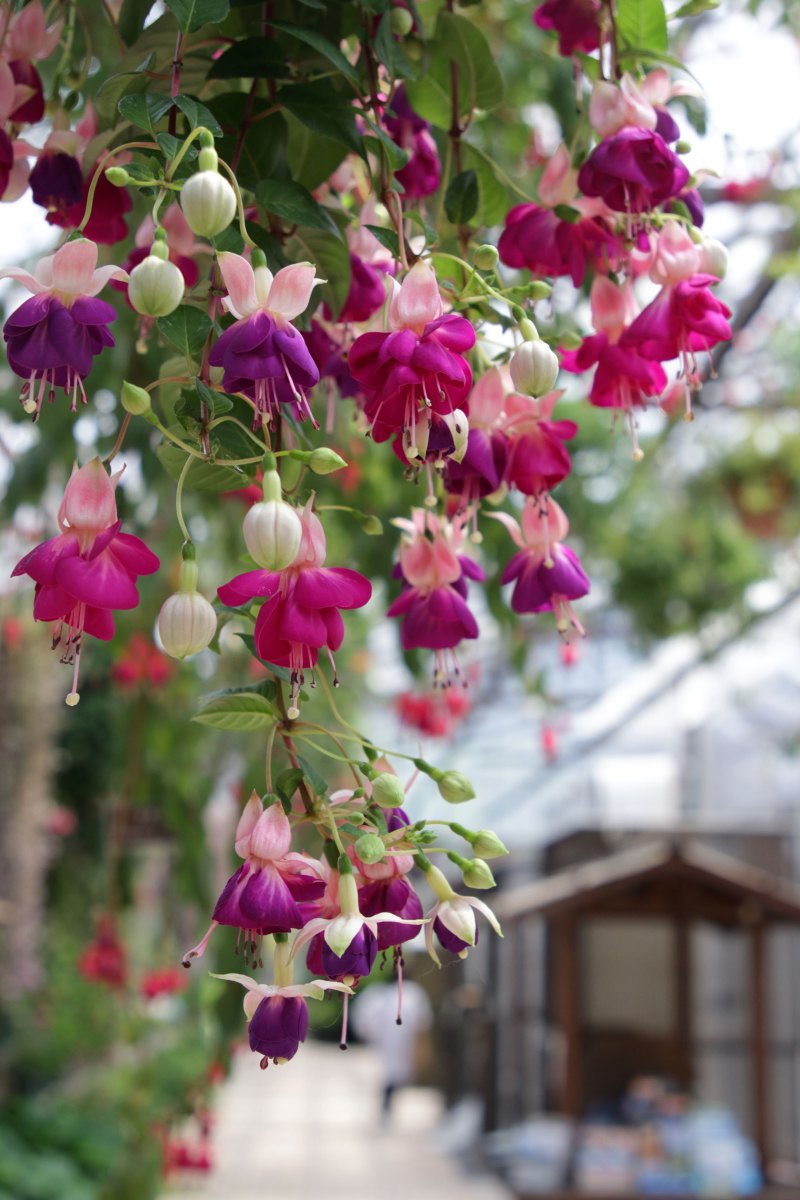 #フクシア #fuchsia
品種名：Lena
📷2024.04.28

#富士花鳥園 明日 5月2日（木）は営業します。