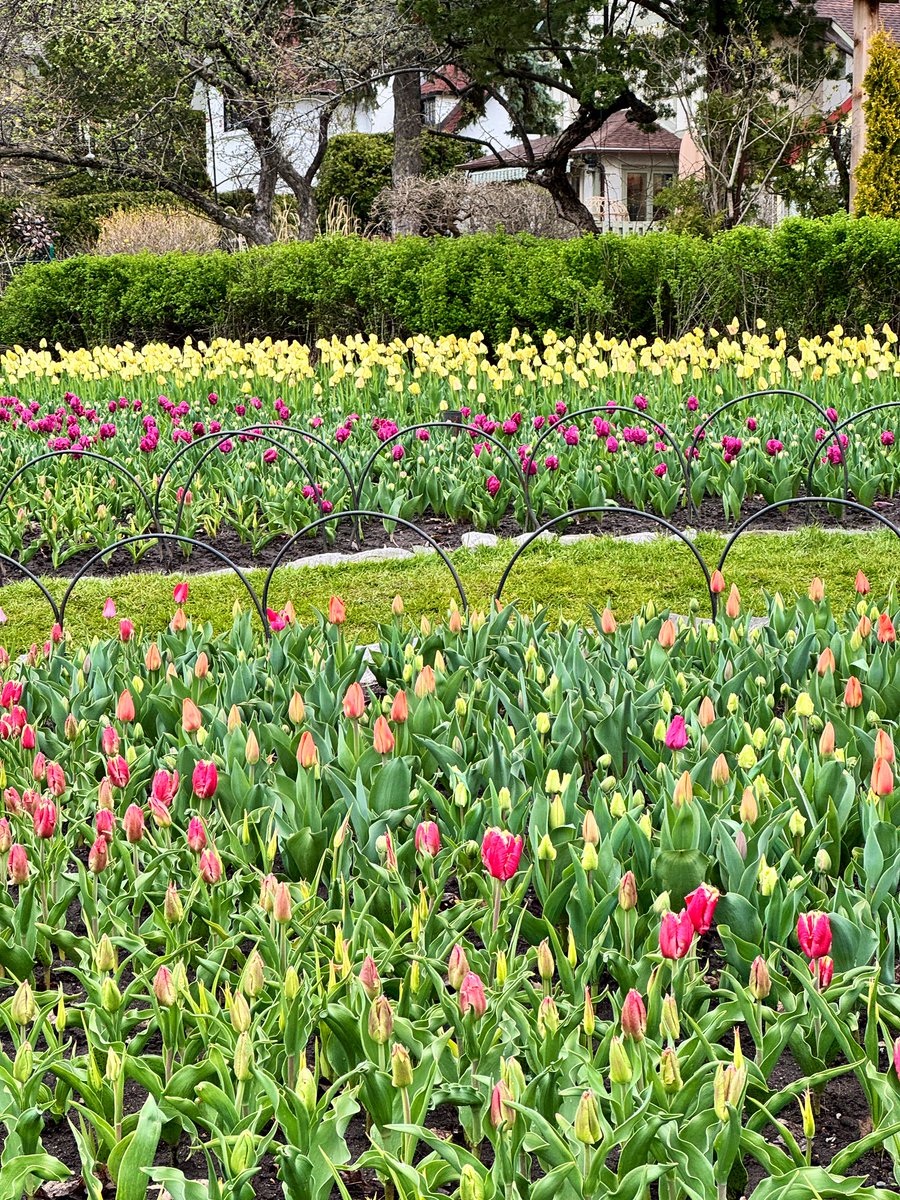 MichelleKisil's tweet photo. Such pretty views tonight! It’s always a tad challenging to get started on a run when there are so many beautiful flowers to stop and appreciate! 😊
#GetOutside #ocsbWellness #TulipTuesday #MyOttawa #RunViews #Narcissus #Magnolia https://t.co/3VycCFb5tC