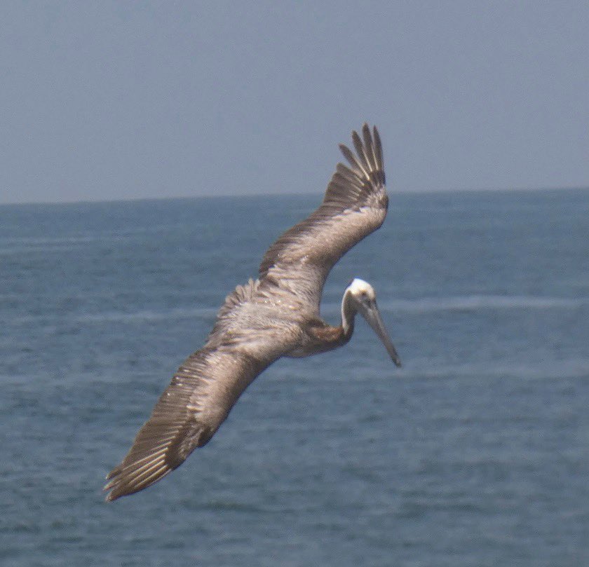 Tuesday in Mexico with a brown pelican. #BirdTwitter #wildlifephotography #BirdsSeenIn2024 #naturephotography #birdphotography #shorebirds