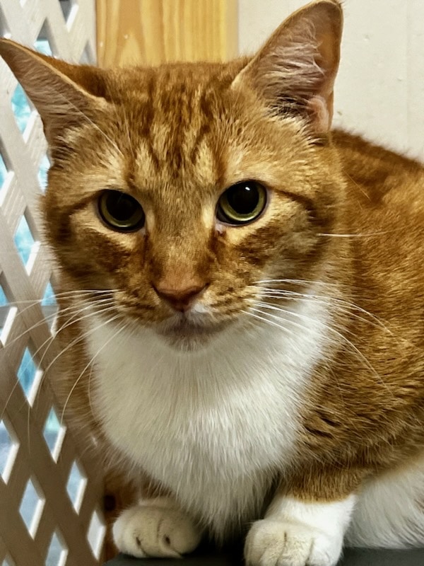 HALO_Rescue's tweet photo. Buddy is gentle fellow, you know, a strong, silent type. He’d love to  have your attention as long as you go slow and let him warm to you at  his pace. He’s a sunbeam boy, be it on a screened porch or a window –  ahh that’s the life for him. https://t.co/CeaUNVLoU4 https://t.co/MbdiFM5R1e