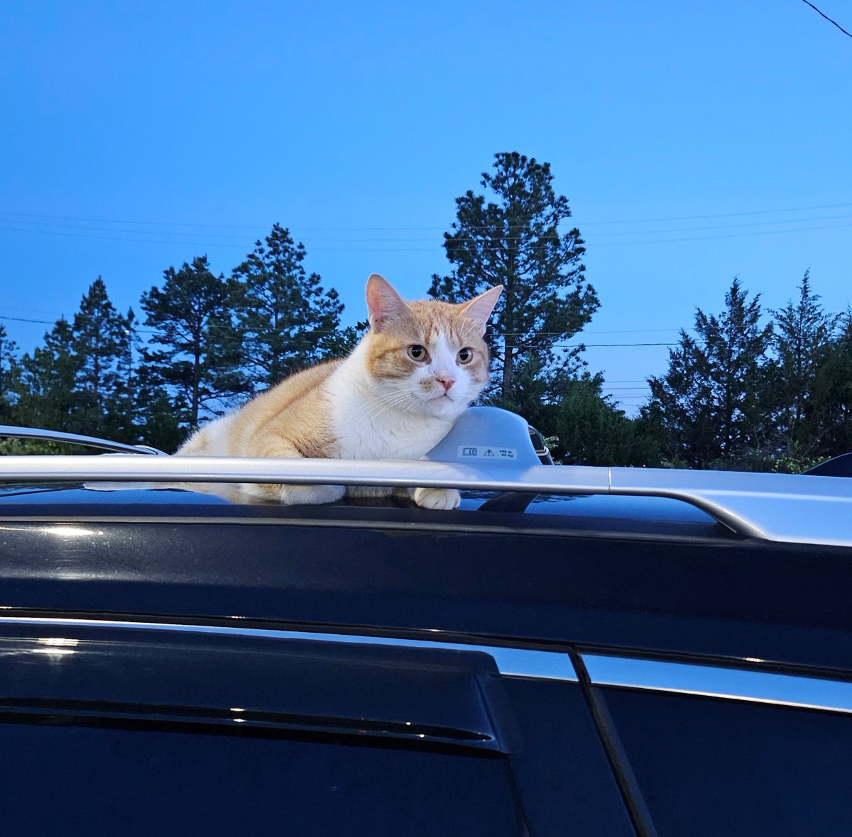 Well at least I know my car is safe this evening. #arwx #TarmacTheWeatherCat