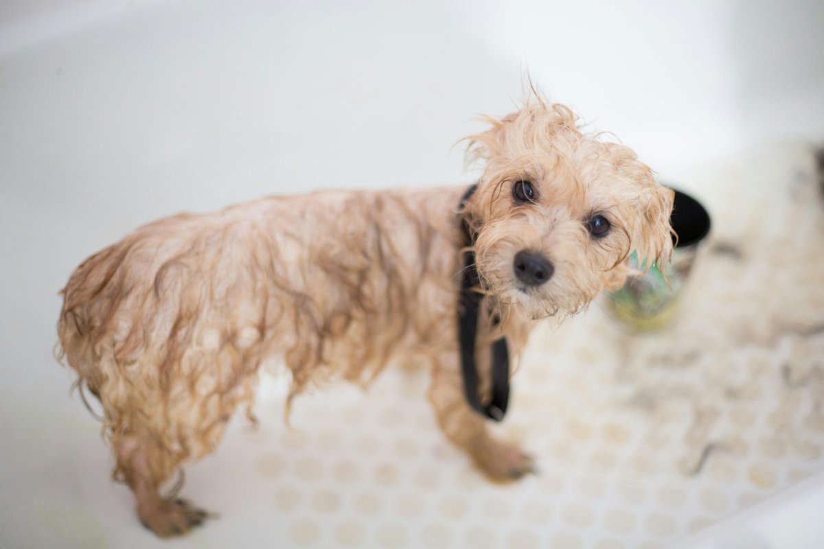 Woof Wednesday: Keep your dog's bed smelling fresh with baking soda! Simply sprinkle it over the bed, let it sit for 15 minutes to absorb odors, then vacuum it up. Voila! A clean and odor-free resting spot for your furry friend.
#NaturalRemedy   #Dog #Health #NaturalPetCare  #pet