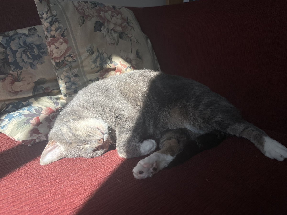 BonnesPoints's tweet photo. Both my cats are tabby cats! Though Stan is a grey tabby so his stripes aren’t as pronounced. https://t.co/FY129h5wtE