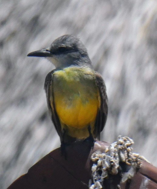 Tuesday in Mexico with a tropical kingbird, a lifer for me & I believe the 200th bird on my list. #BirdTwitter #wildlifephotography #BirdsSeenIn2024 #naturephotography #birdphotography