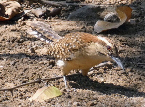 I misidentified this salamander eating fellow yesterday. He is a rufous-naped wren. #BirdTwitter #wildlifephotography #BirdsSeenIn2024 #naturephotography #birdphotography