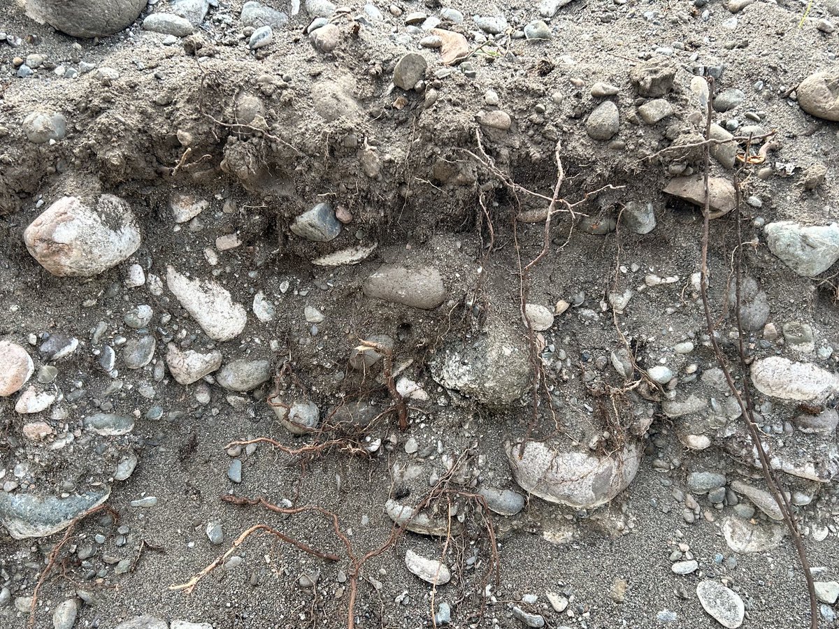 This is what it is like planting grapevines in the #Similkameen. Not easy, but the wines are so much more interesting for it! #SimilkameenRocks #ClosduSoleil #SimilkameenWine