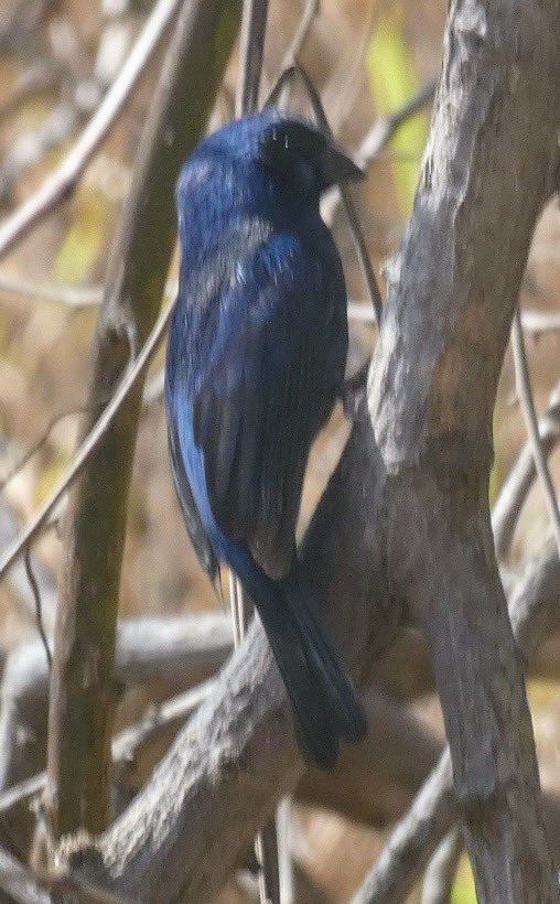 Not a great shot but Merlin IDs blue bunting, another lifer. Hope for better photos tomorrow. #BirdTwitter #wildlifephotography #BirdsSeenIn2024 #naturephotography #birdphotography