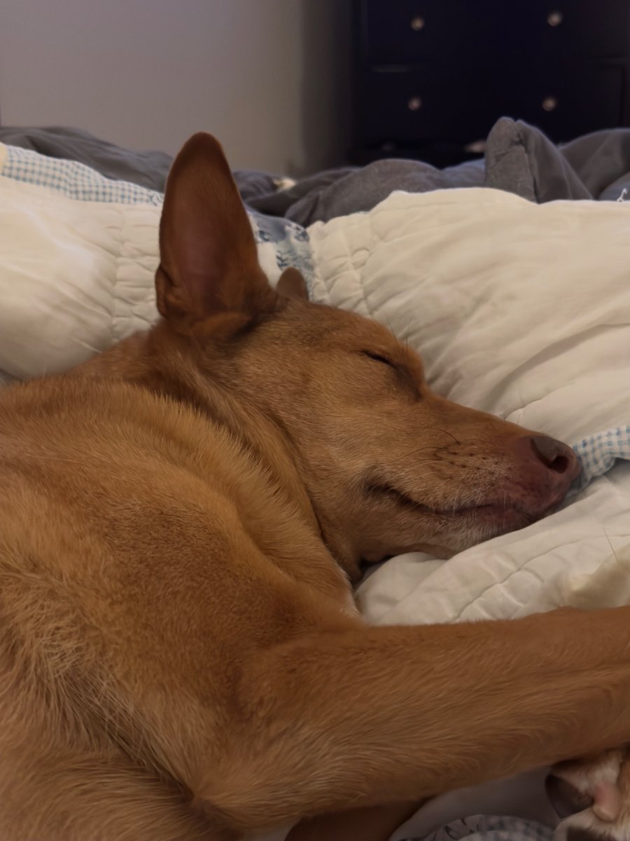 rkh_md's tweet photo. Post the last photo of your pet. No cheating! https://t.co/0WK226BRYV