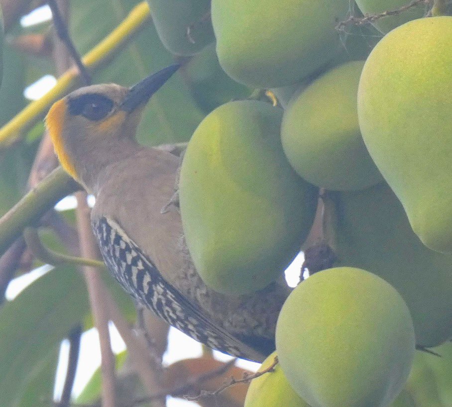 Tuesday in Mexico with a golden cheeked woodpecker, another lifer. Fingers crossed for better looks tomorrow. #BirdTwitter #wildlifephotography #BirdsSeenIn2024 #naturephotography #birdphotography