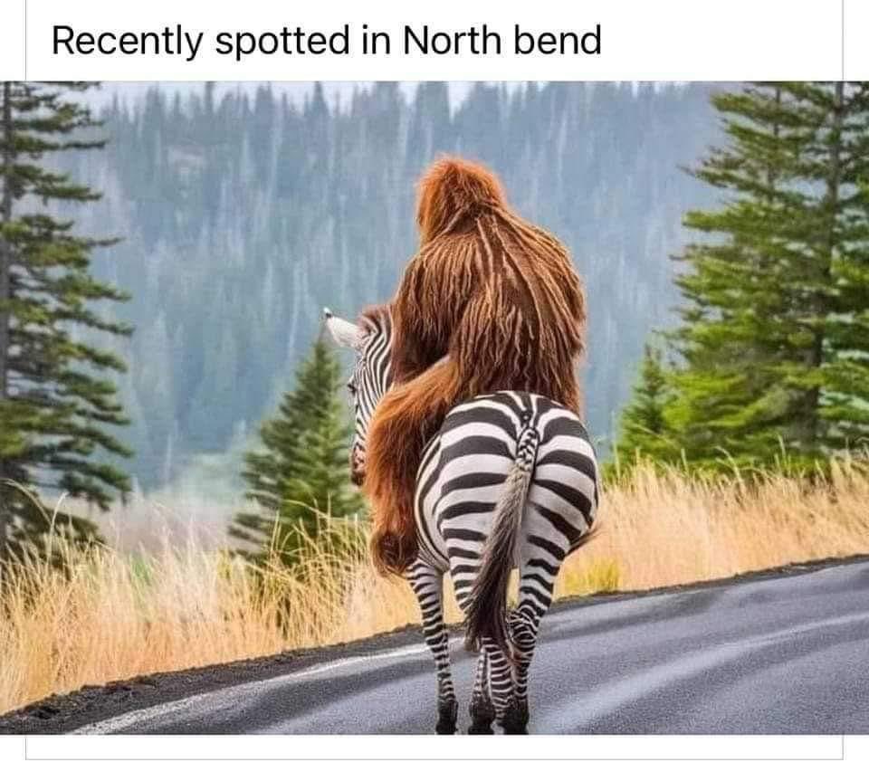 There is literally a zebra on the loose in #NorthBend #Zebra #PNW #Seattle #wildlife #sasquatch 🤣😆