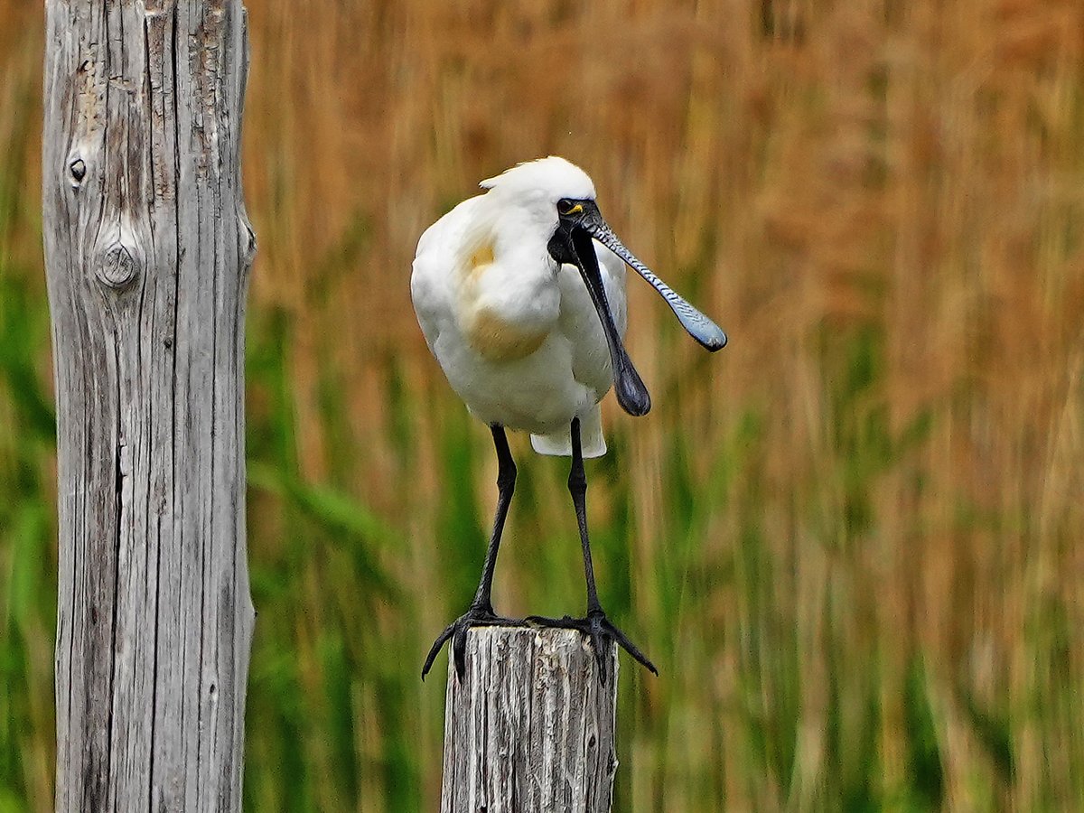 #クロツラヘラサギ。２口を開けた。 Black-faced Spoonbill #野鳥 #野鳥撮影 #birdsphotography #birding
