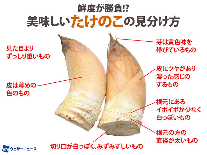 ＜鮮度が命！美味しいたけのこ＞
春の味覚の代表、たけのこが最旬を迎えています。
たけのこは収穫してから時間が経つと栄養分や旨味が減少し、どんどん味が落ちていきます。
見た目より重く、ずんぐりとして根元の直径が太いものを選びましょう。
weathernews.jp/s/topics/20240…