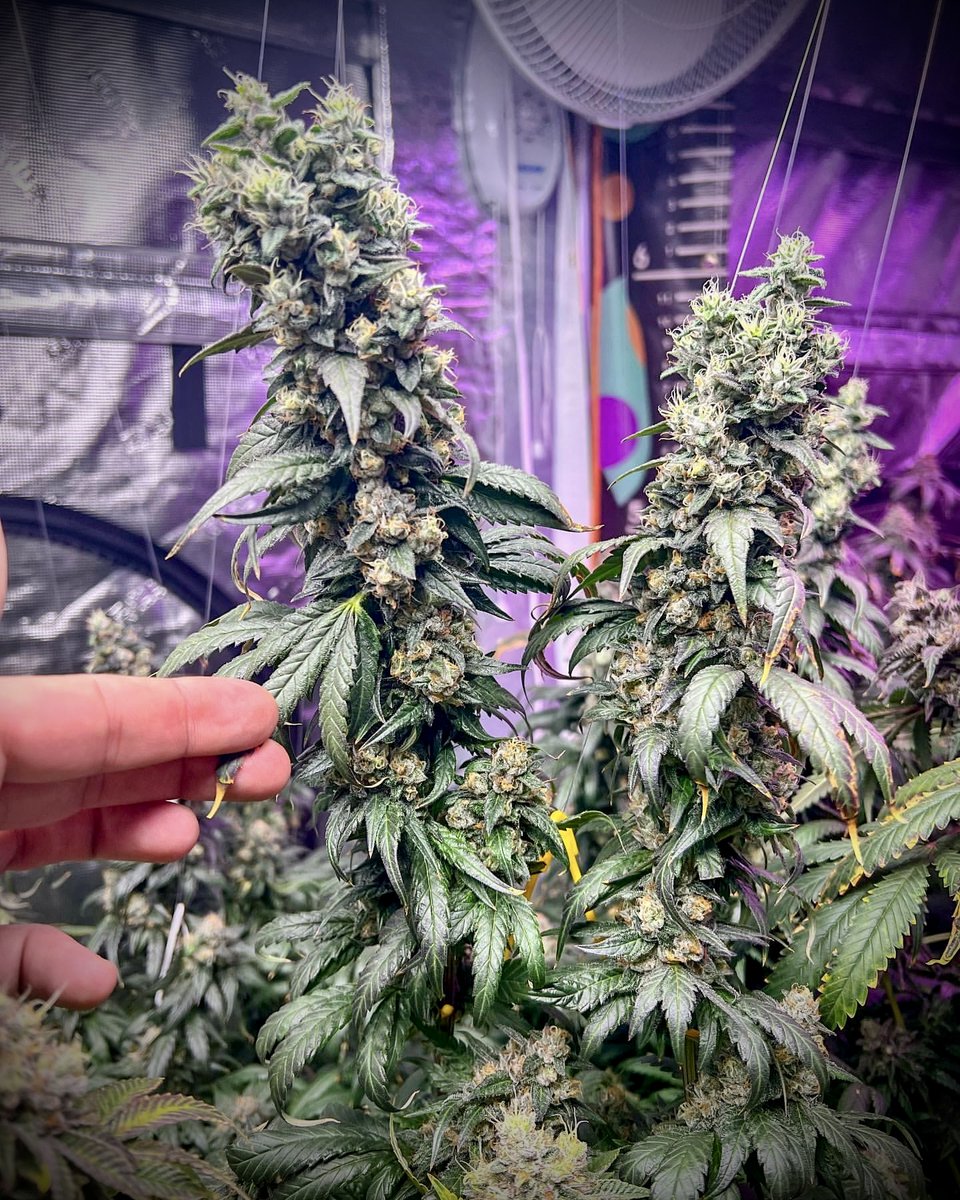 OfficialKINDLED's tweet photo. 🌿 Thriving under KIND LEDs: Check out @skunktent and his vibrant ladies.

🌱 Grown with @OfficialKINDLED 
📸 Grown by @SkunkTent 
🛒 Shop KIND: https://t.co/0Lt8dLk7Ln
_____________________⁠
#kindledgrowlights #growstrongindustries #kindled https://t.co/o27ycFFvFP