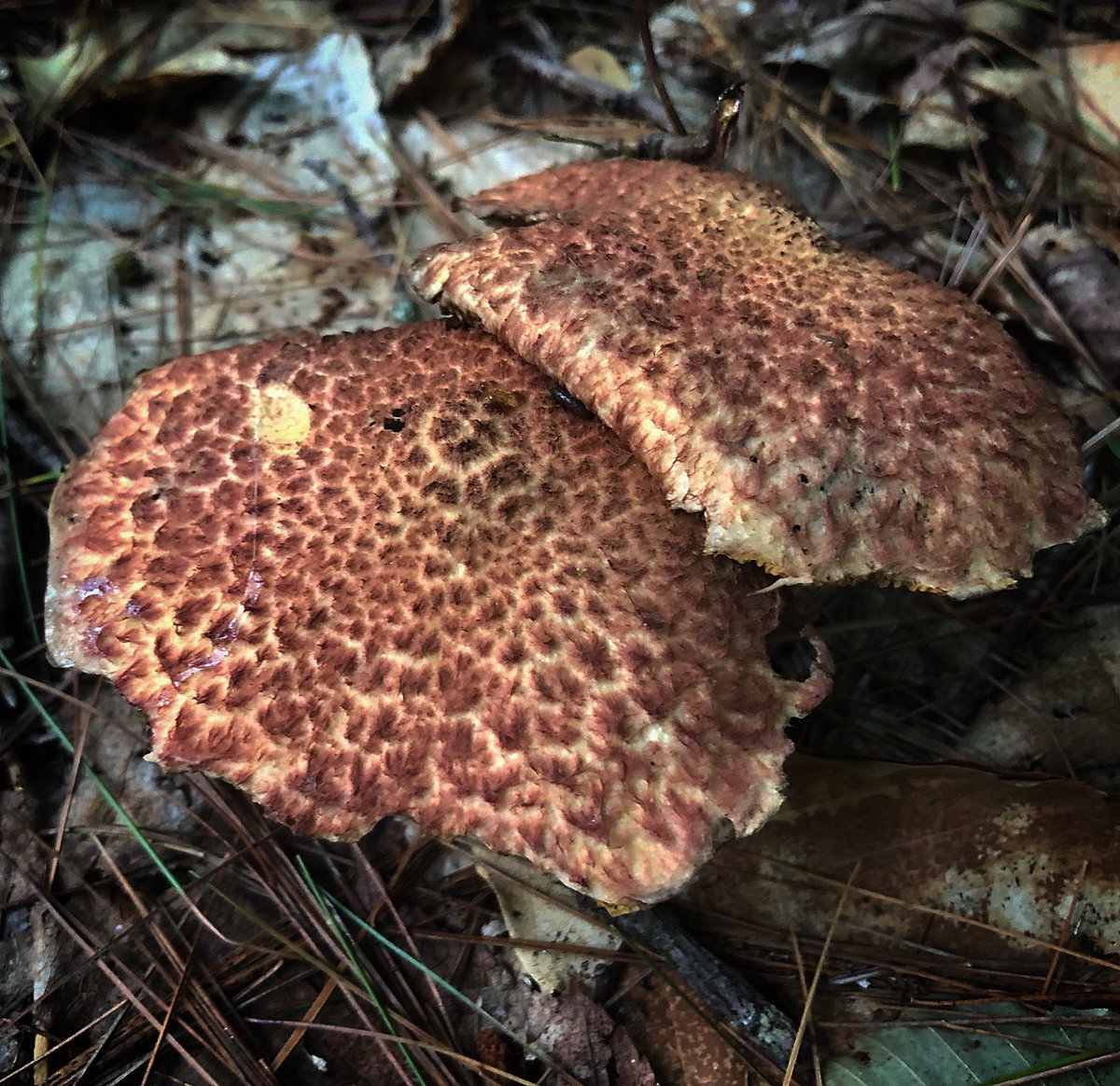 Attempting to #namethatfungi 🍄‍🟫 

My guess is #shingletooth