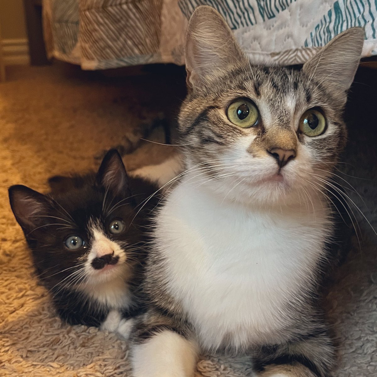 Momma and me. #Kettle #kittens #CatsOfTwitter