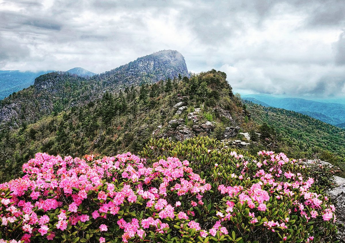 The Carolina Rhododendron, aka Punctatum, is putting on a heck of a show in Linville Gorge currently.