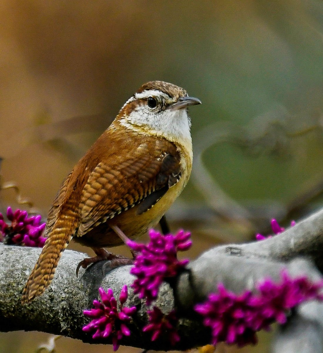 The Birdathon is on! It's a joy to go out in nature and count birds for a great cause. We appreciate everyone who has contributed to our team and thank YOU for your generosity! give.natureforward.org/team/578859 Pictured is a Carolina Wren on a Redbud tree. Photo by Jane Gamble.