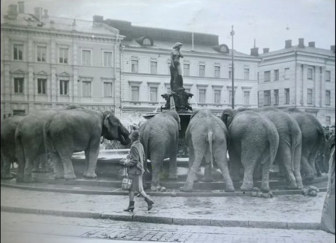 upea kuva. ruotsalaisen sirkustirehtööri trolle rodinin kahdeksan norsua juomassa vettä havis amandan altaasta, matkalla helsingin satamaan vuonna 1964

(kuva: kalervo kanerva)