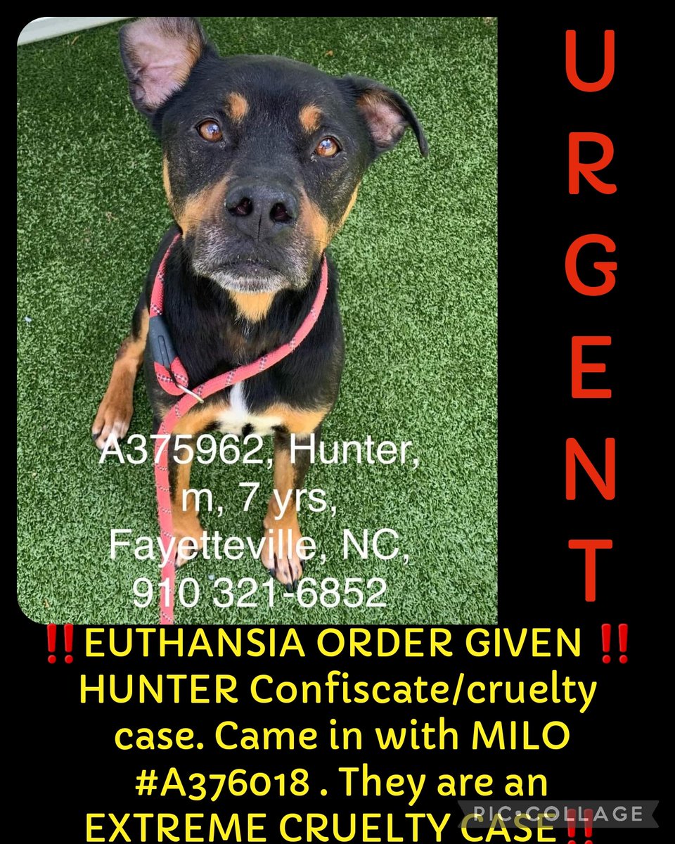‼️EUTHANSIA ORDER GIVEN ‼️

HUNTER Confiscate/cruelty case. Came in with MILO #A376018 . They are an EXTREME CRUELTY CASE‼️

#A375962
7 yr 
Rottweiler mix
neutered
Hw+ 

Cumberland Cnty Animal  NC
#rescue #adopt #dogs #deathrowdogs #deathrow #codered #rescuemyfavoritebreed