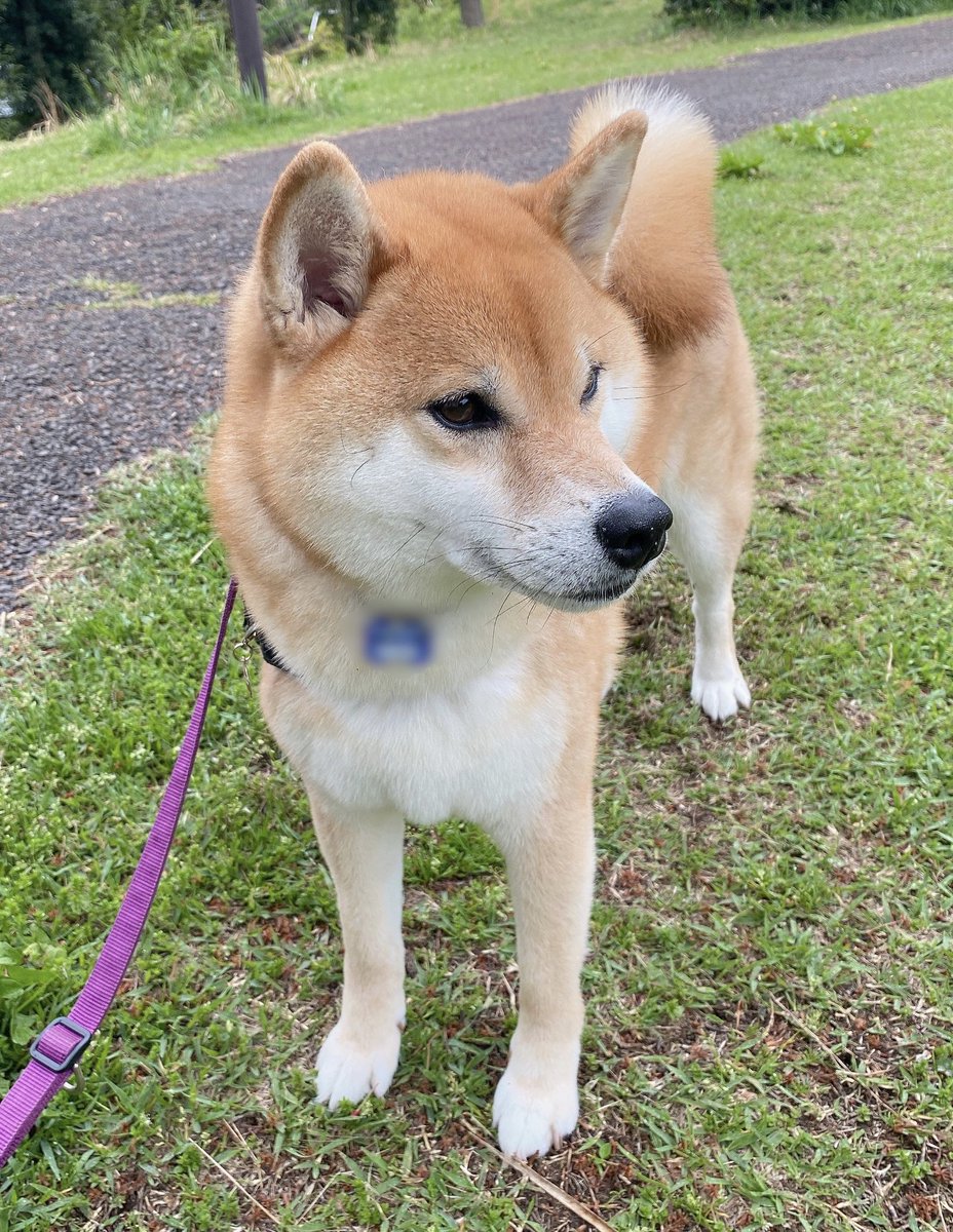 見知らぬ生き物に出会った柴
#柴犬