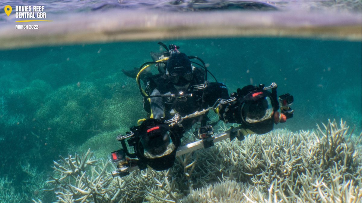#EcoRRAP also turn the orthomosaics into 3D models to look at how the structure of a reef may shade some corals &amp; how #coralbleaching varies within the complex reef structure.

Learn more about photogrammetry during bleaching events: bit.ly/3JEpQpu

(2/2)
<a href="/DrFerrariR/">Dr Renata Ferrari</a>