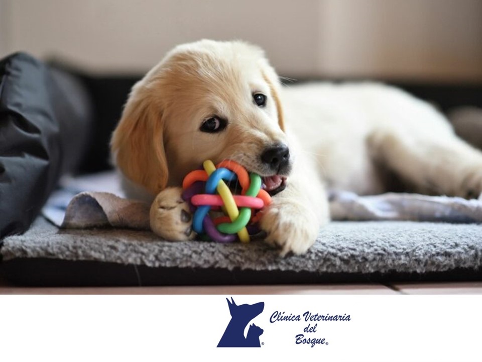 Si estás planeando #adoptar a un #cachorro, es importante que lo traigas a una #consulta para que nuestros médicos veterinarios expertos lo desparasiten y se establezca el programa de vacunación contra el moquillo, parvovirus, leptospirosis, adenovirus y coronavirus, rabia.