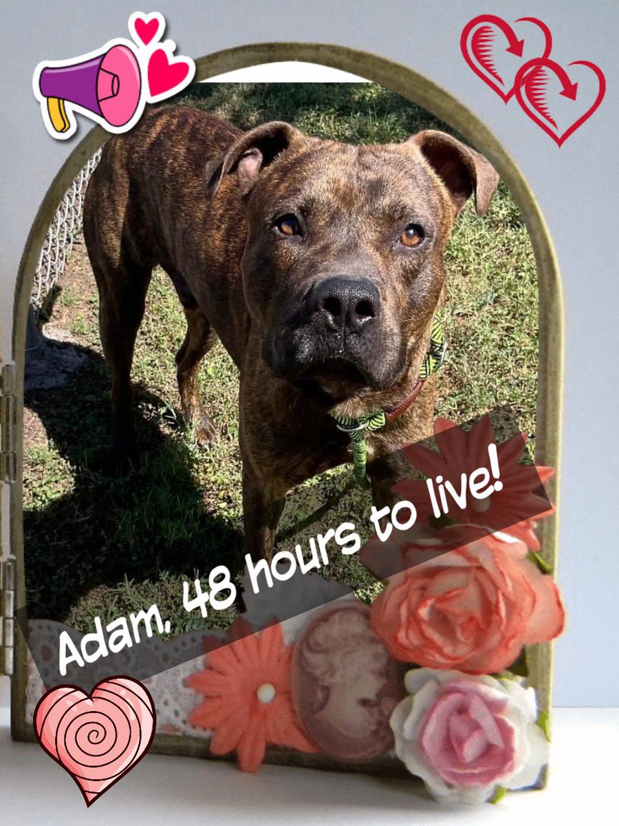 🆘💔I have only 48 hours to live😭ADAM here #A366707. They gave me an extension till 5/2 #Corpuschristi TX AC but it looks like none will come for me, friendly APTB boy only 1 yr old😭. Don’t you like my brindle, my face?💔I just look for ❤️ a furever pawrent a🏡 Will you #pledge…