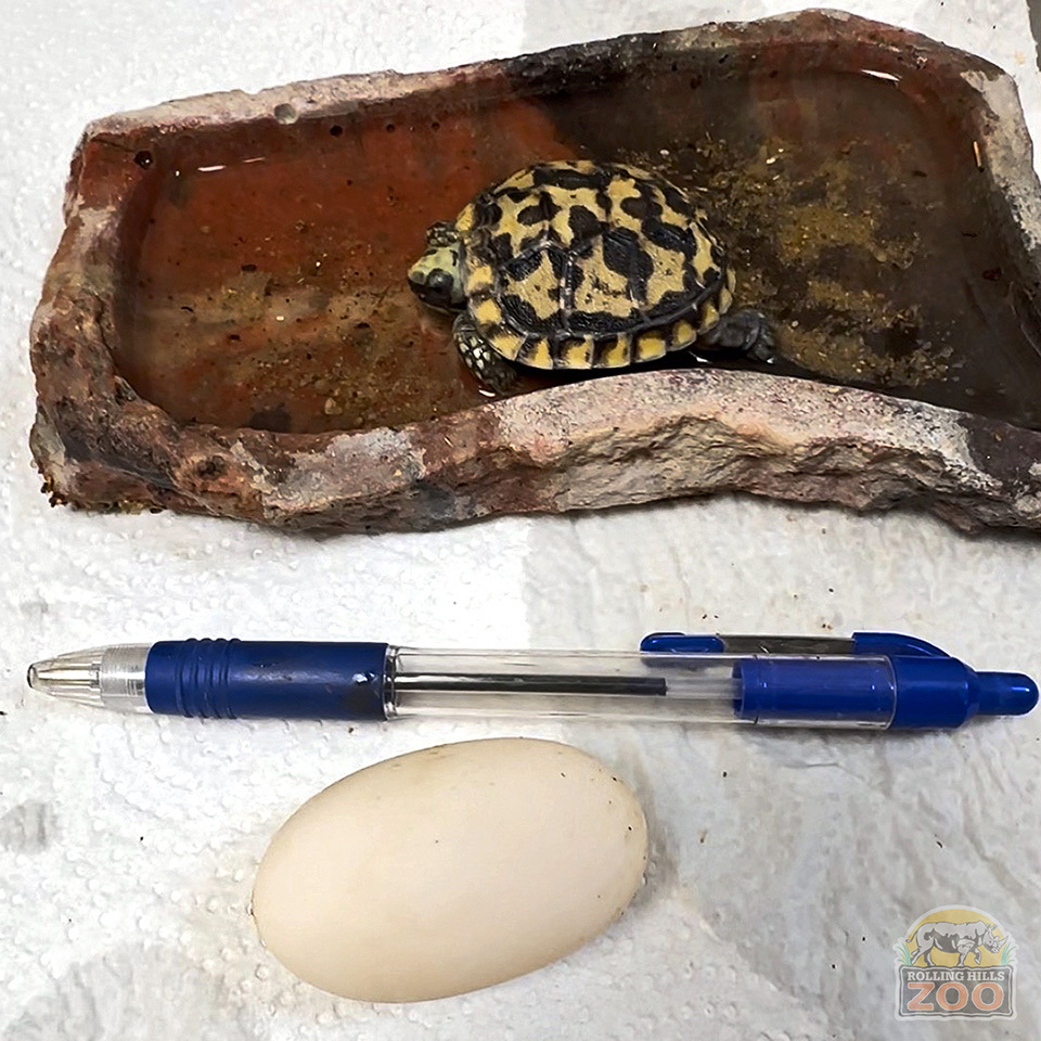 🐢 Denny and Syrup, a 'sweet” African pancake tortoise pair have welcomed their first hatchling at Rolling Hills Zoo! 🥞 Read more about the “golden” tortoise family in Connect: bit.ly/4aXlbLn. #ZooBaby #ZooBorns #Tortoises #Reptiles #Salina #Kansas #WildlifeTrafficking