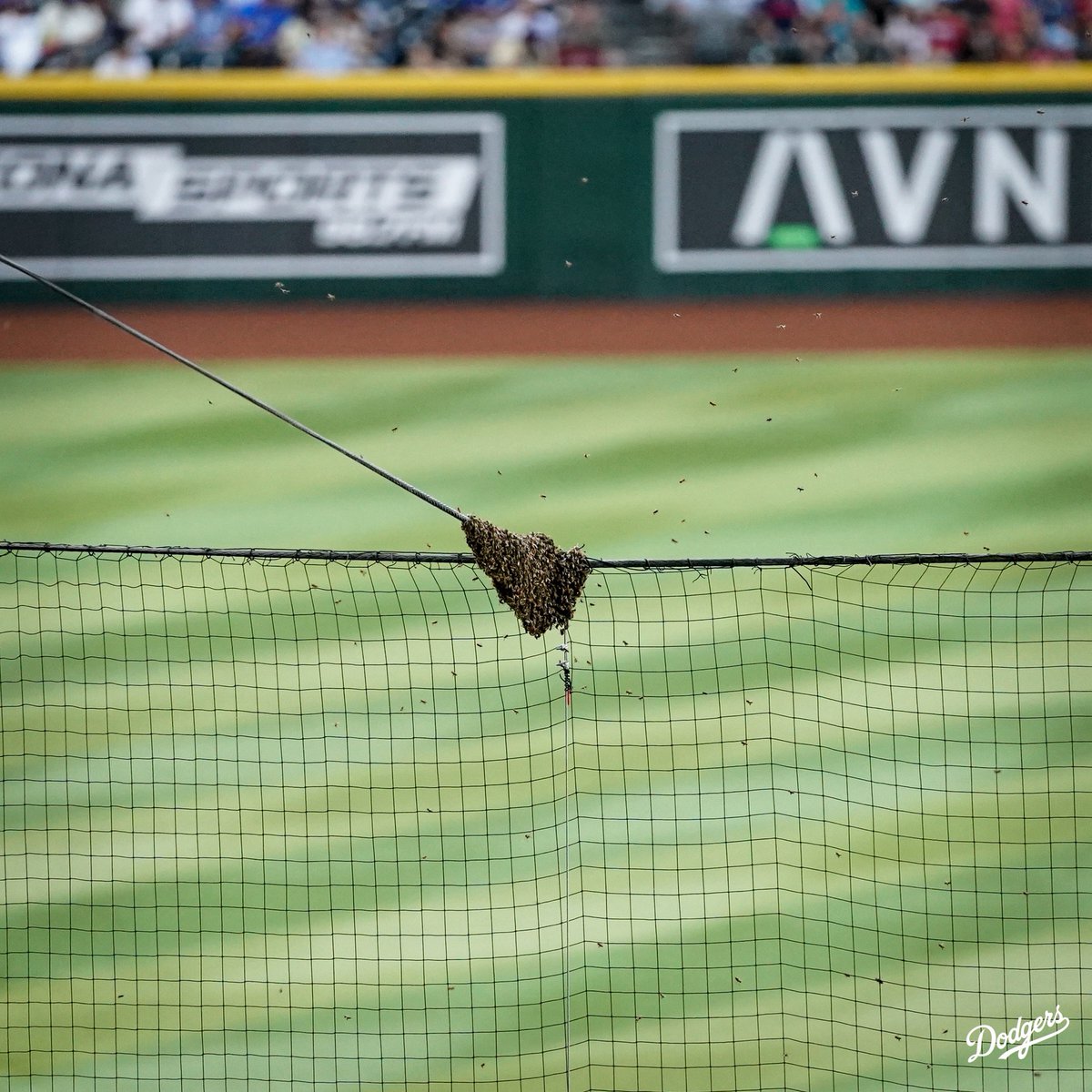 Dodgers's tweet photo. We are in a…bee delay? Bee for real. https://t.co/vI4J6vjQUJ