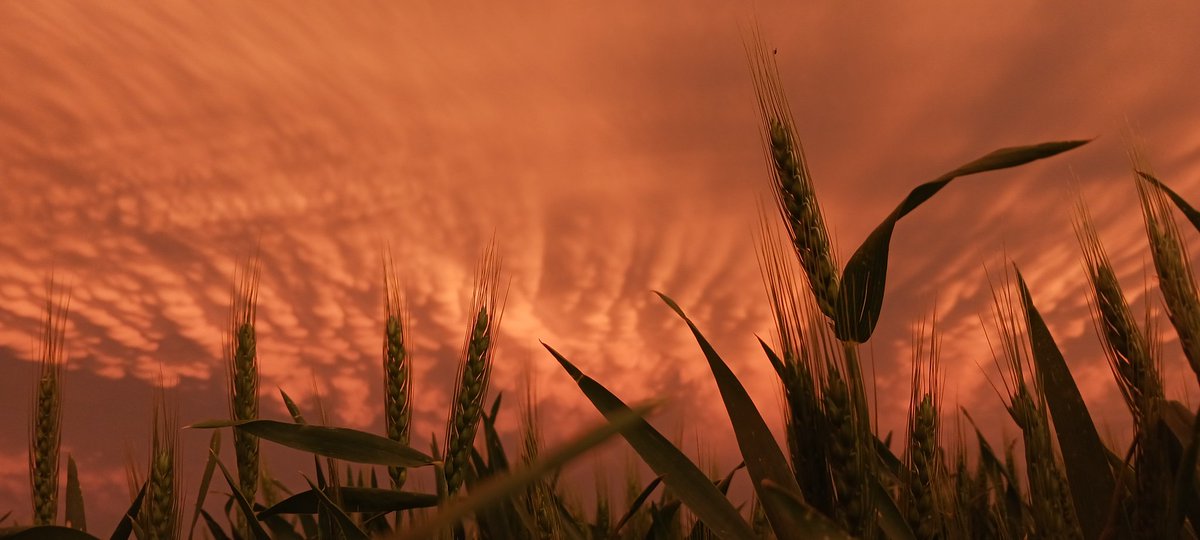 The clouds this evening were pretty dramatic. #kswx #kswheat
