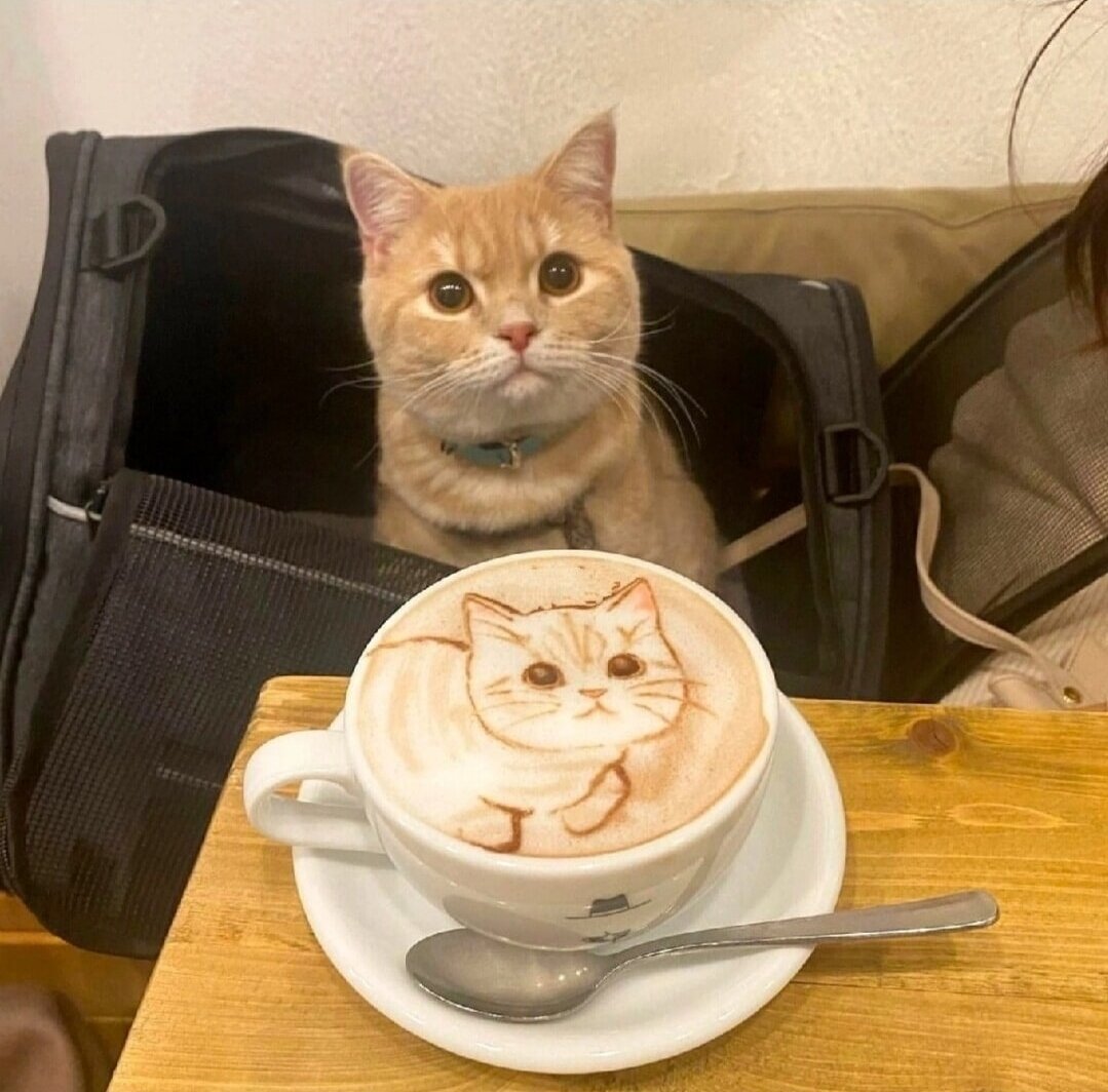 Kitty Latte☺️ Cat: 'Is this the best you could do?😾'