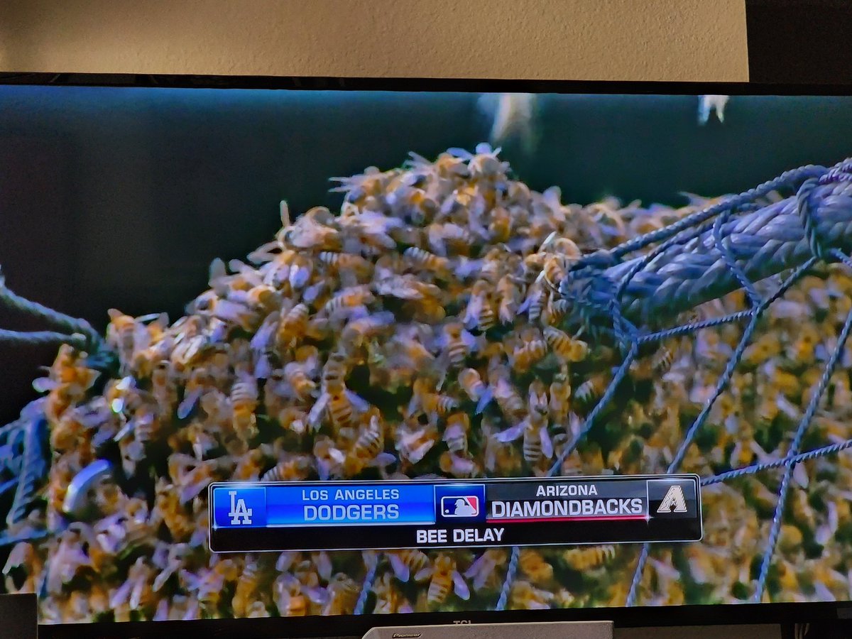 Neat. Bee Delay. Behind the backstop on the wire.