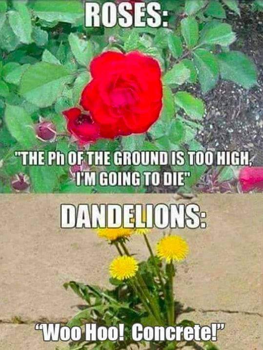 I'm a dandelion 🌱🤭😆