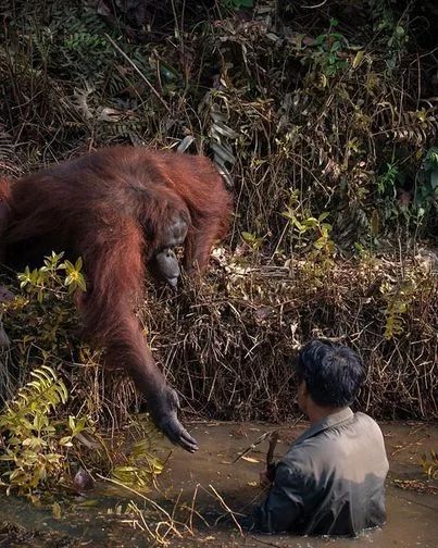 The incredible photo captures the moment an Orangutan reached out to help a conservationist who appeared to be stuck in a river. 

The picture was taken in a conservation forest area in Borneo as the man searched for snakes in the river to protect apes living in the area.