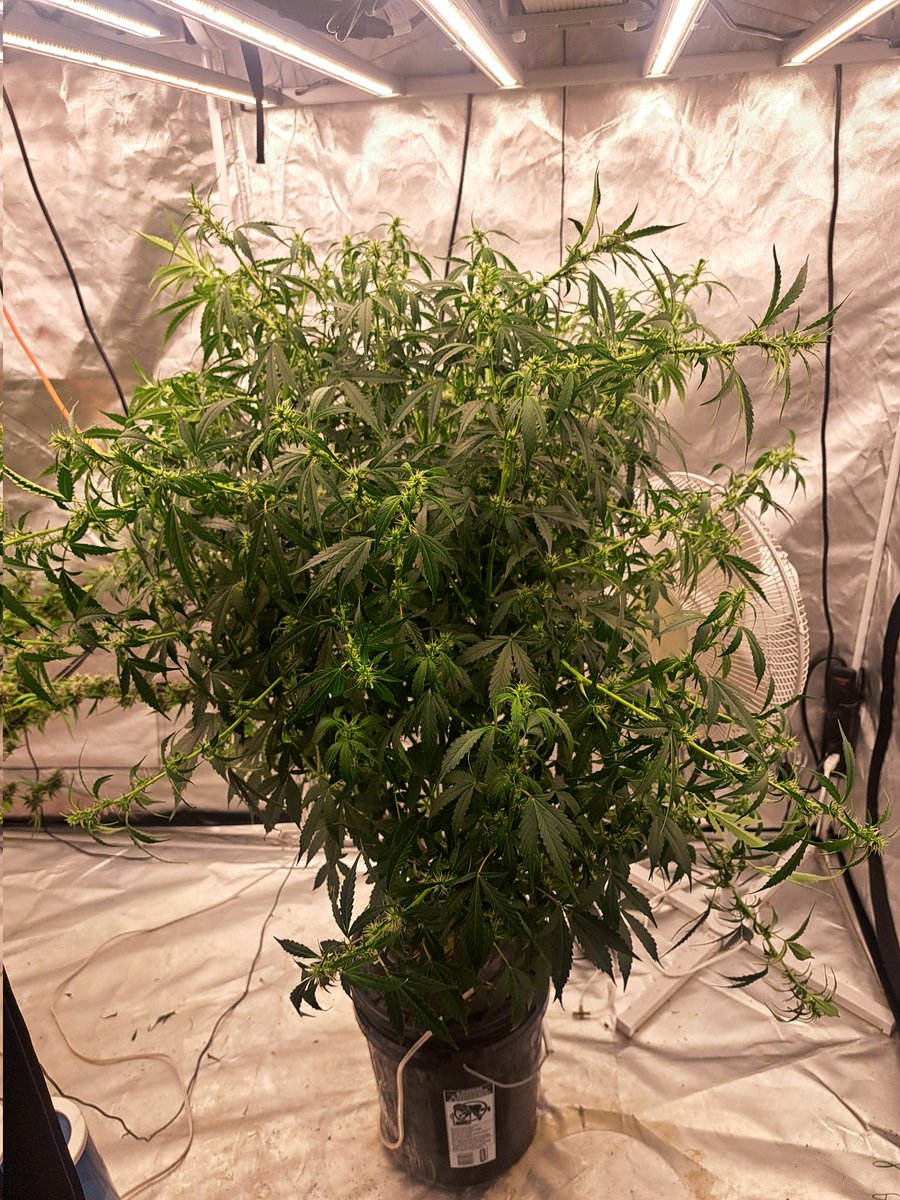 #marshydro #royalqueenseeds 
#growyourown #420community 
#Mmemberville #StonerFam 
It's official! This Girl Scout Cookie auto is going through 10 gallons of water a week. Holy shit! She got too tall. I started supercropping her. Not much else I can do until that Blueberry is out.