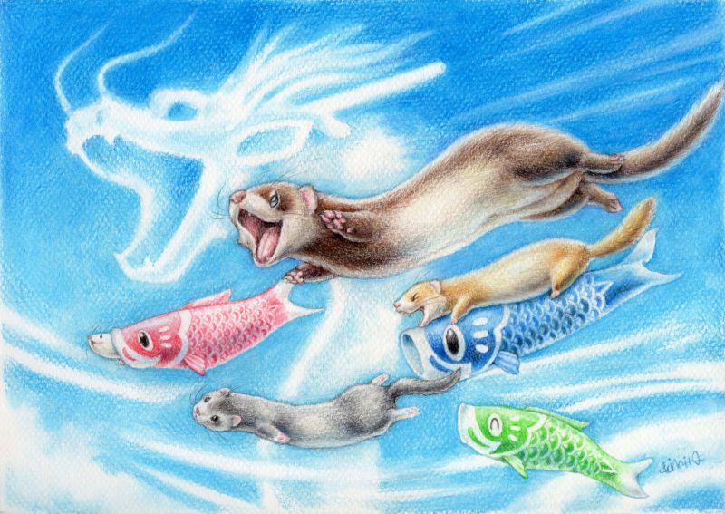 「5月!鯉のぼりが風にそよいでる姿がちらほら見られて嬉しいです  #ferret 」|内藤惠【アトリエいたち雲】のイラスト