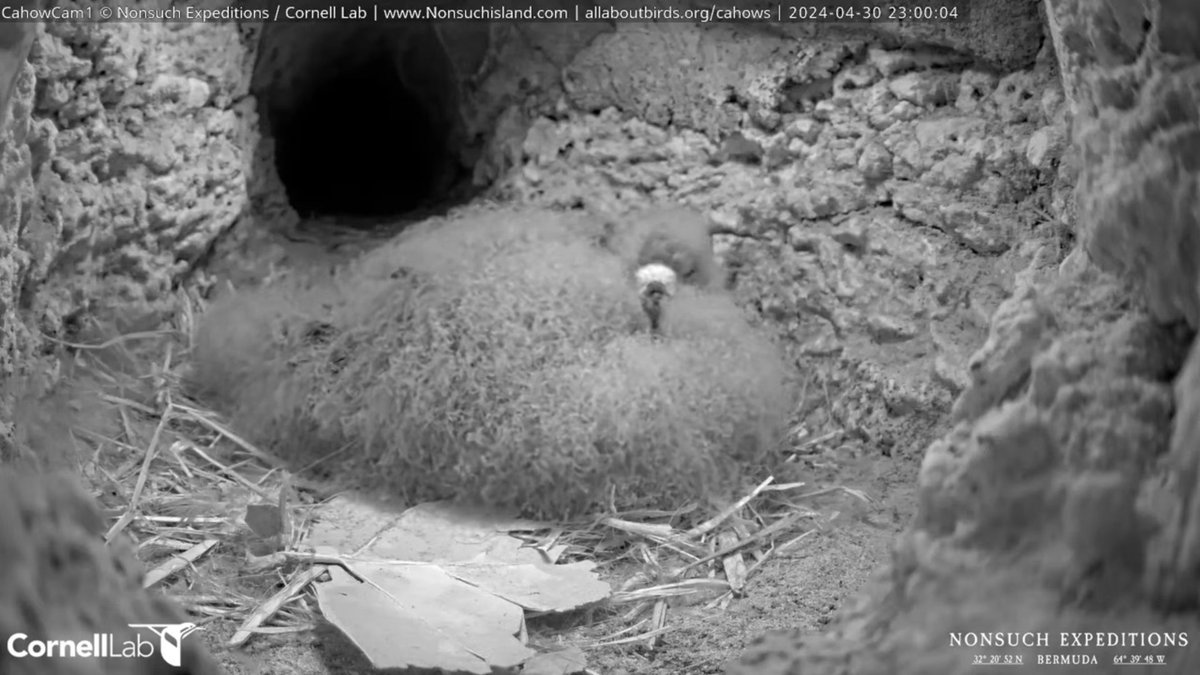 23:00 4/30 The CahowCam1 chick preening and posing.