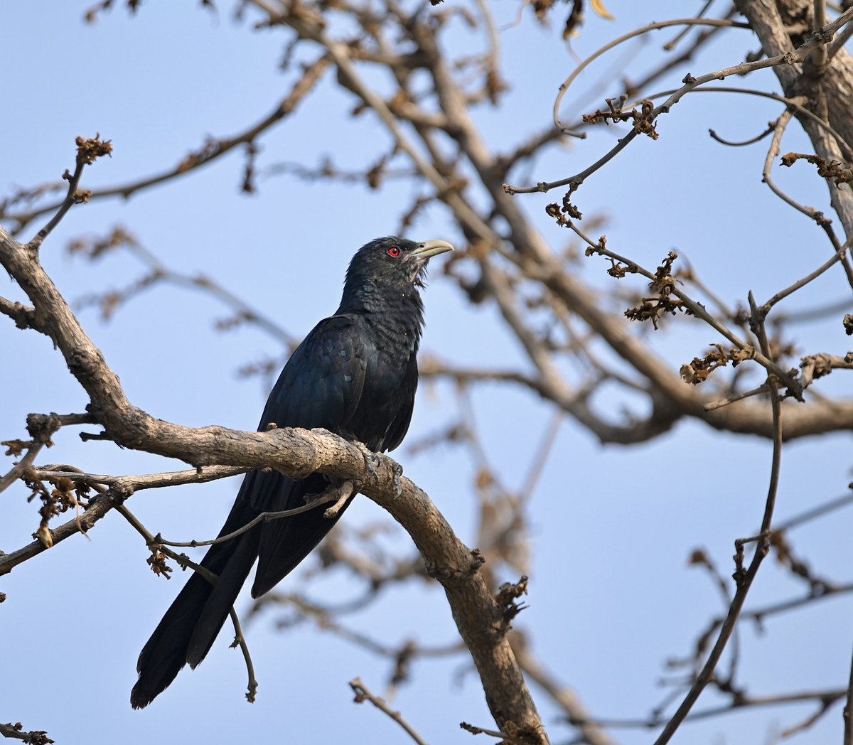 #1499 Asian Koel

Black and beautiful!! 

#dailypic #IndiAves #TwitterNatureCommunity #birdwatching #ThePhotoHour #BBCWildlifePOTD #natgeoindia
