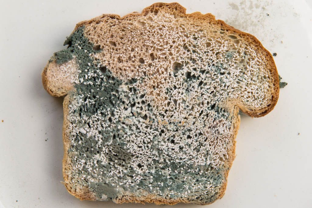 jakefromcaseohs's tweet image. I just found mold in @CaseOh__'s bread from his store...I just bought this last night...