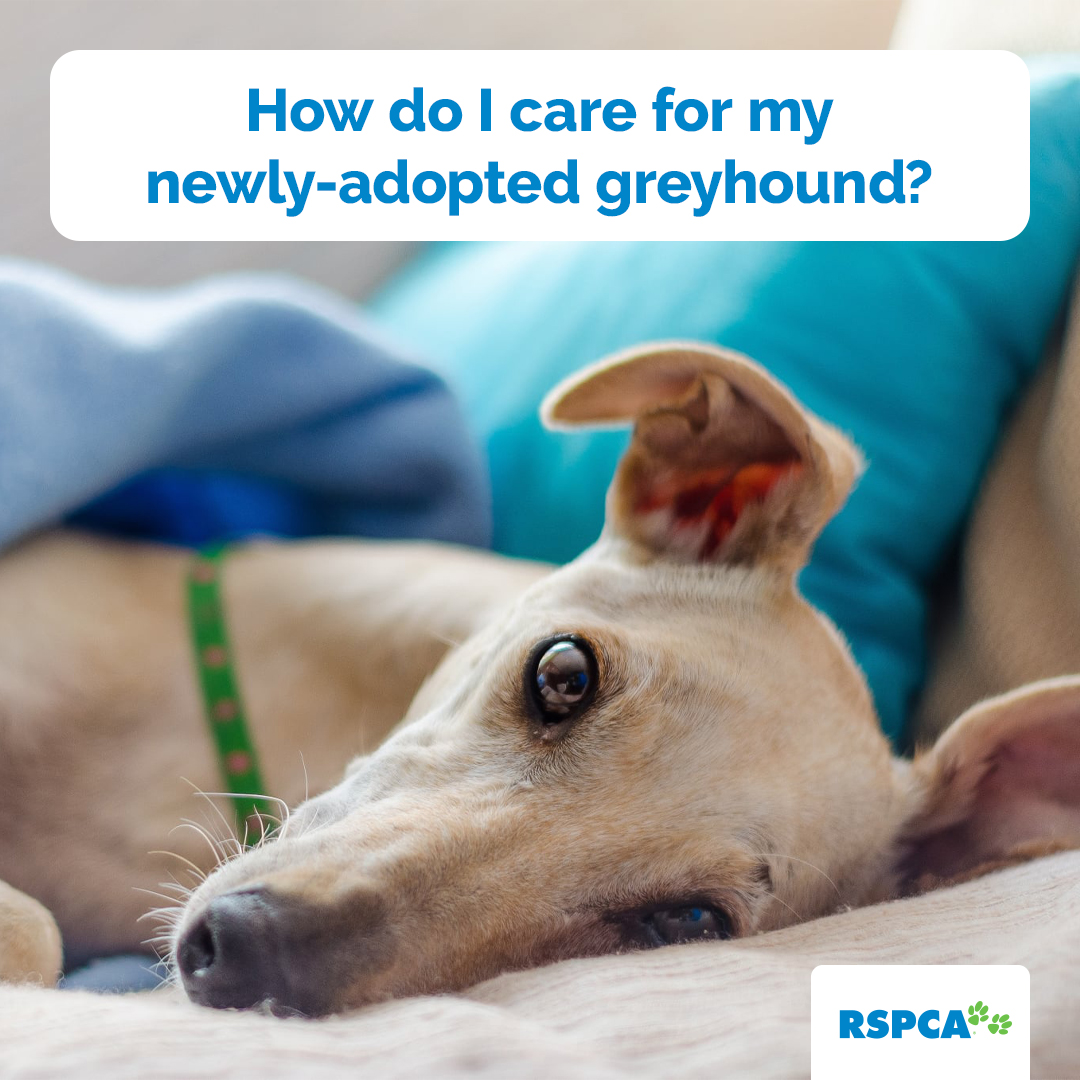 Q. How do I care for my newly adopted greyhound?

Check out our top tips on the #RSPCA Knowledgebase 👉 rspca.au/vWojEC, or download our FREE Greyhound Adoption Booklet!  👉 rspca.au/FNQvUa 🥰🥰