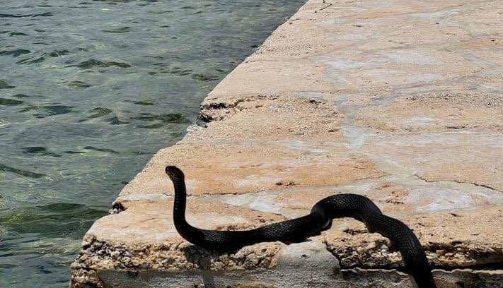 Snake news…in the last month we’ve heard about 7 rattle snake sightings in the Keys, another one in the Everglades, and now this snake in Big Pine. We’re hoping a rare indigo. Herps, any ideas?